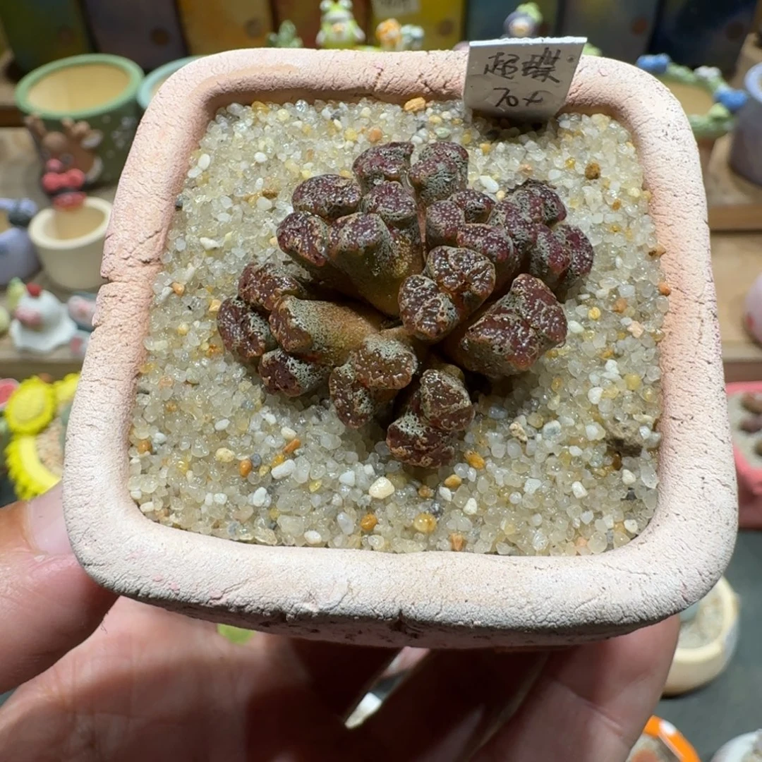 蘑菇1393超碟多肉植物