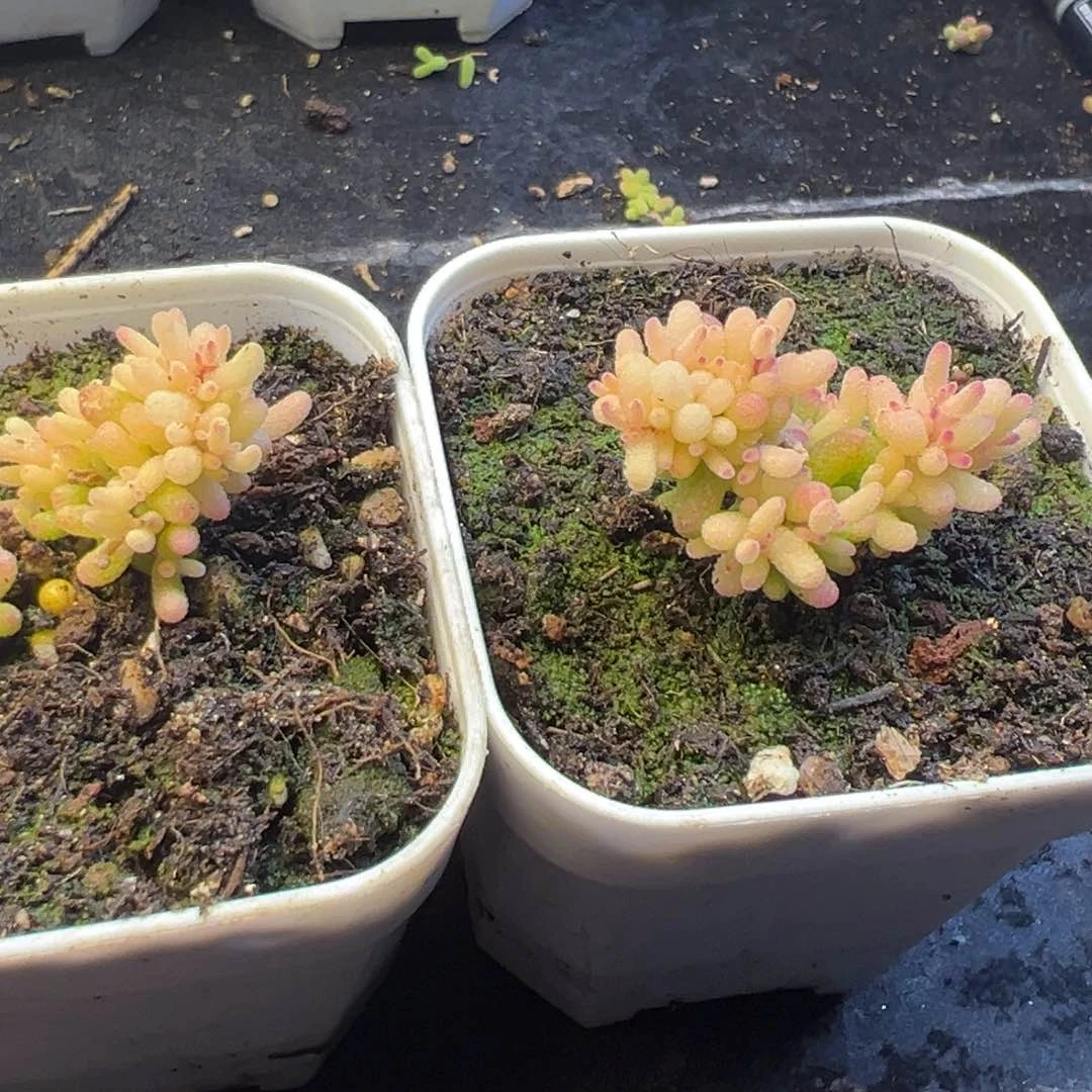 枝干 枝干 枝干 枝干