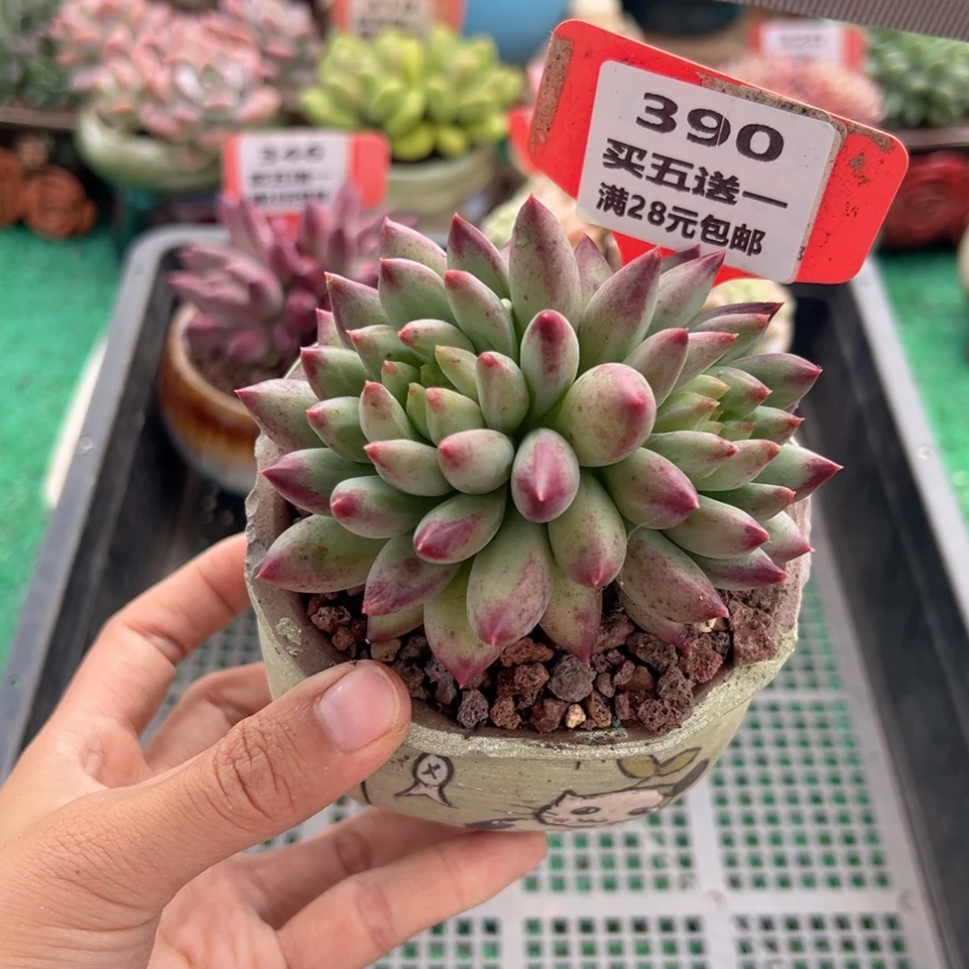 表妹精品多肉植物390.