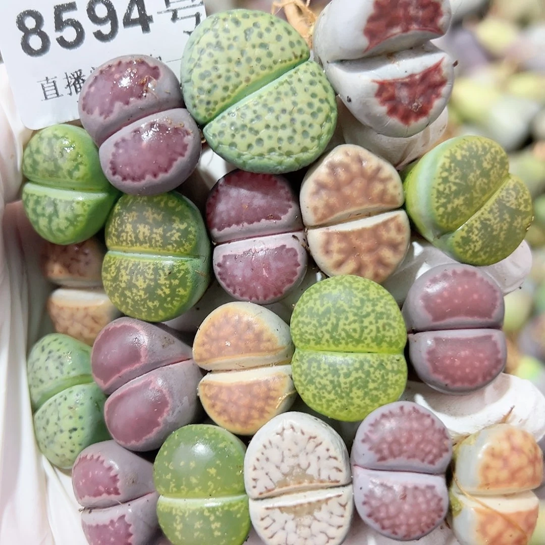 8594 好养易活生石花大母本19个