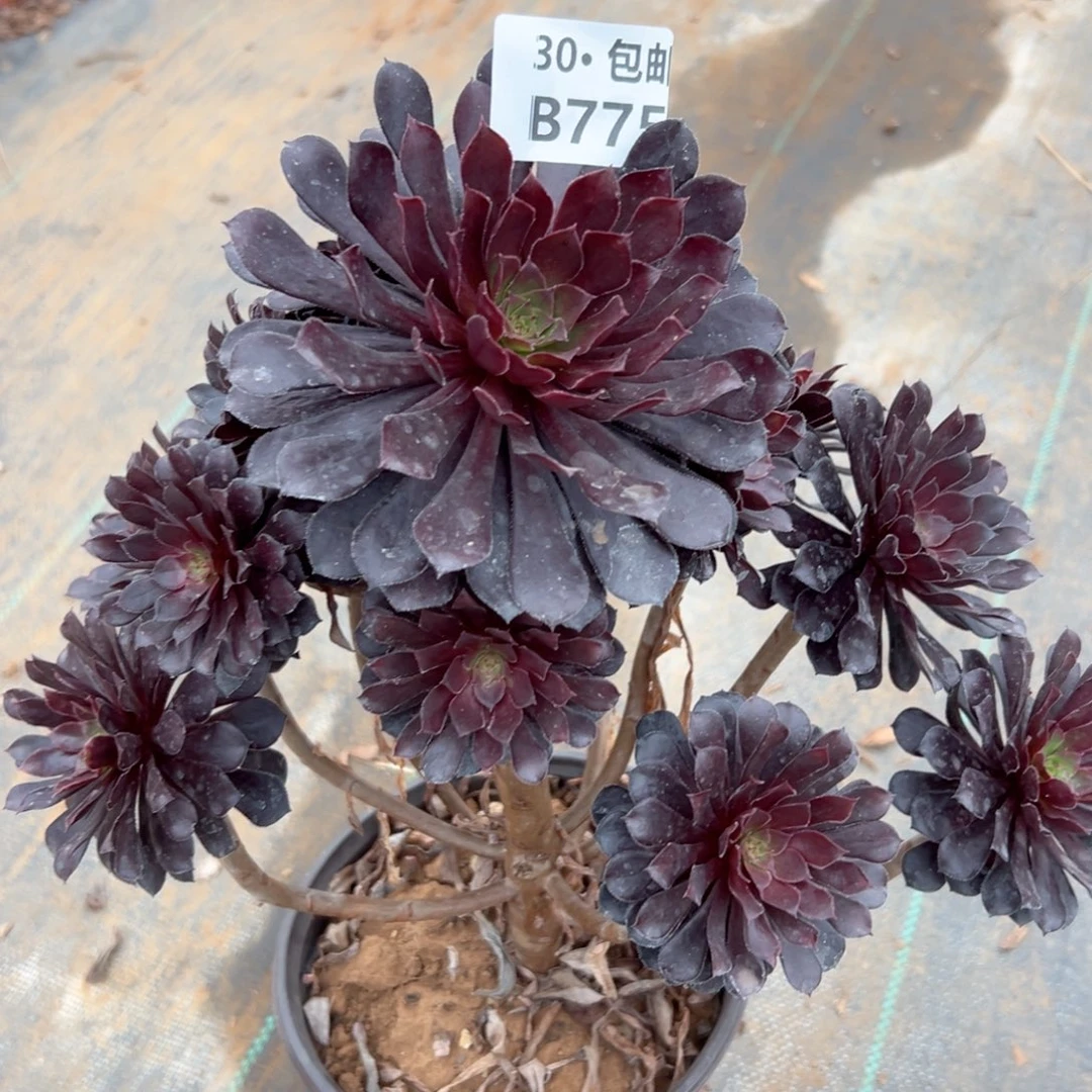 775瑕疵多肉法师