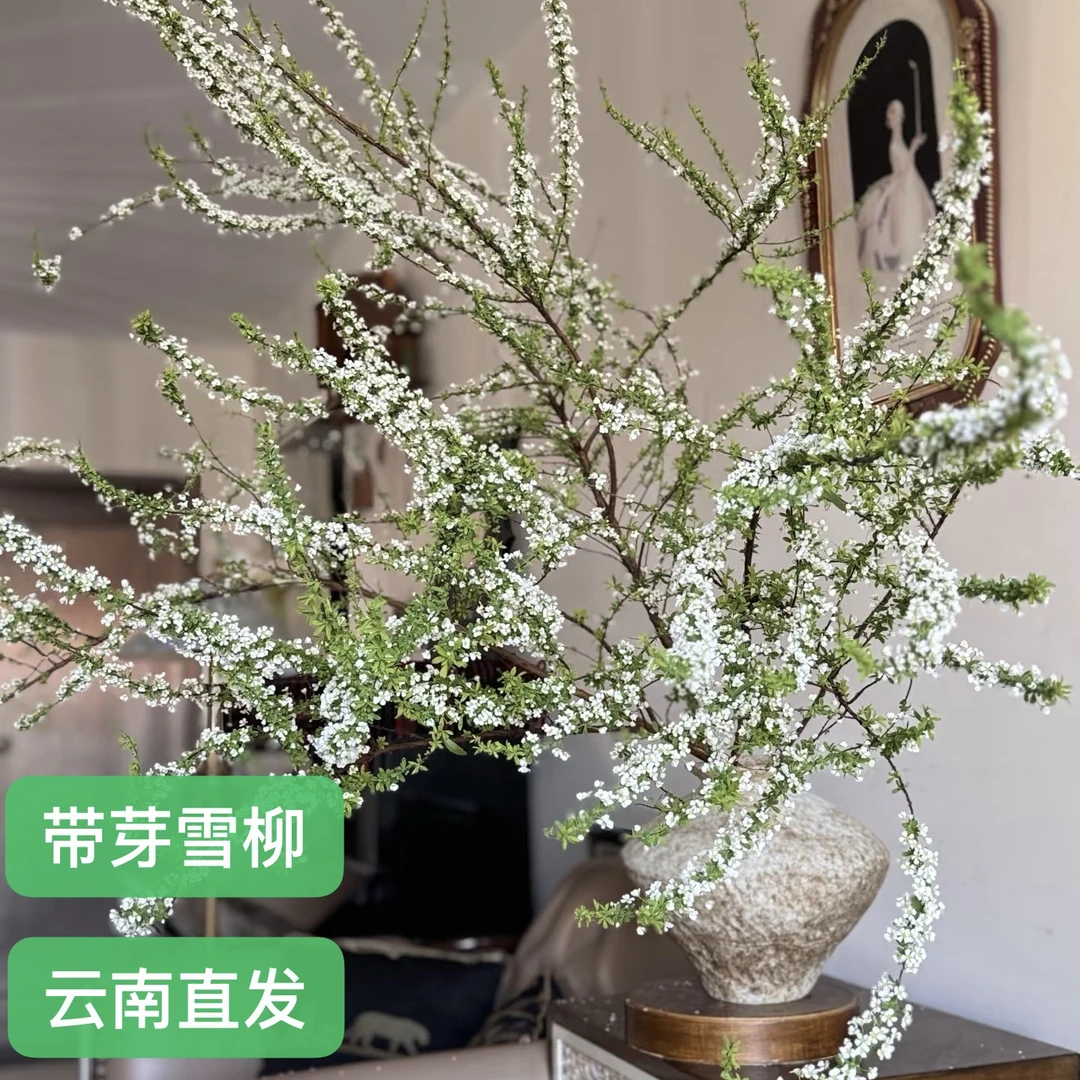 云南鲜枝雪柳带芽带花苞发货 室内高级氛围感 白色浪漫 枯木逢春