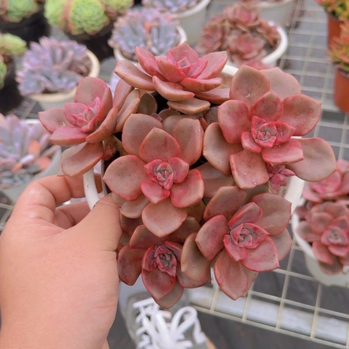 琉璃盏六头起老桩