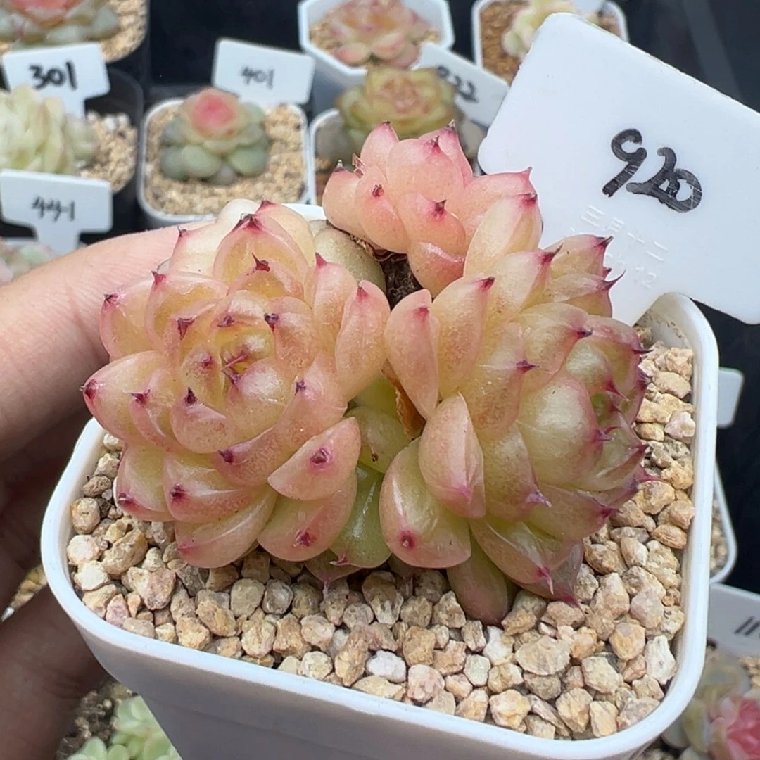 920号熊猫珍妮 晗雨