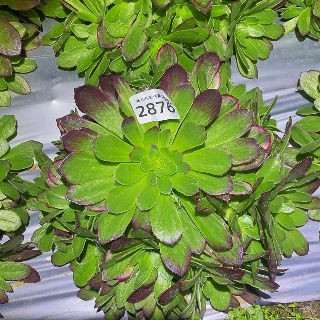 2866万花筒多肉植物