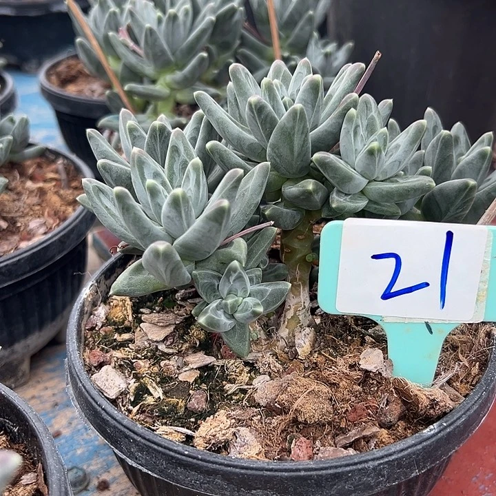 21乌拉一个美人脱土