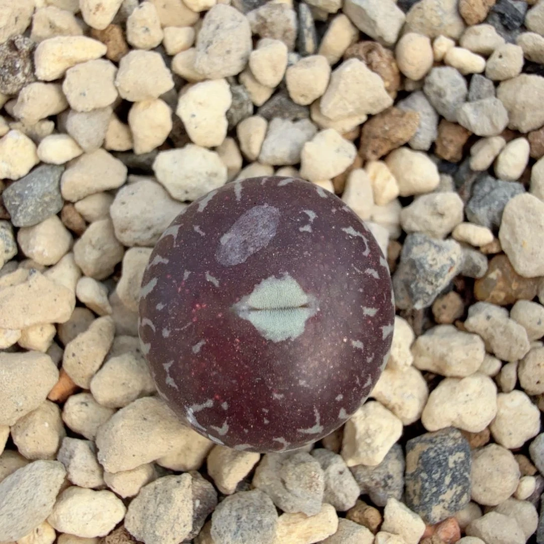 RR714 Black out 102 1-3-L17