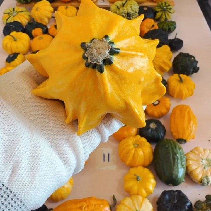 一****墨西哥七彩葫芦青皮