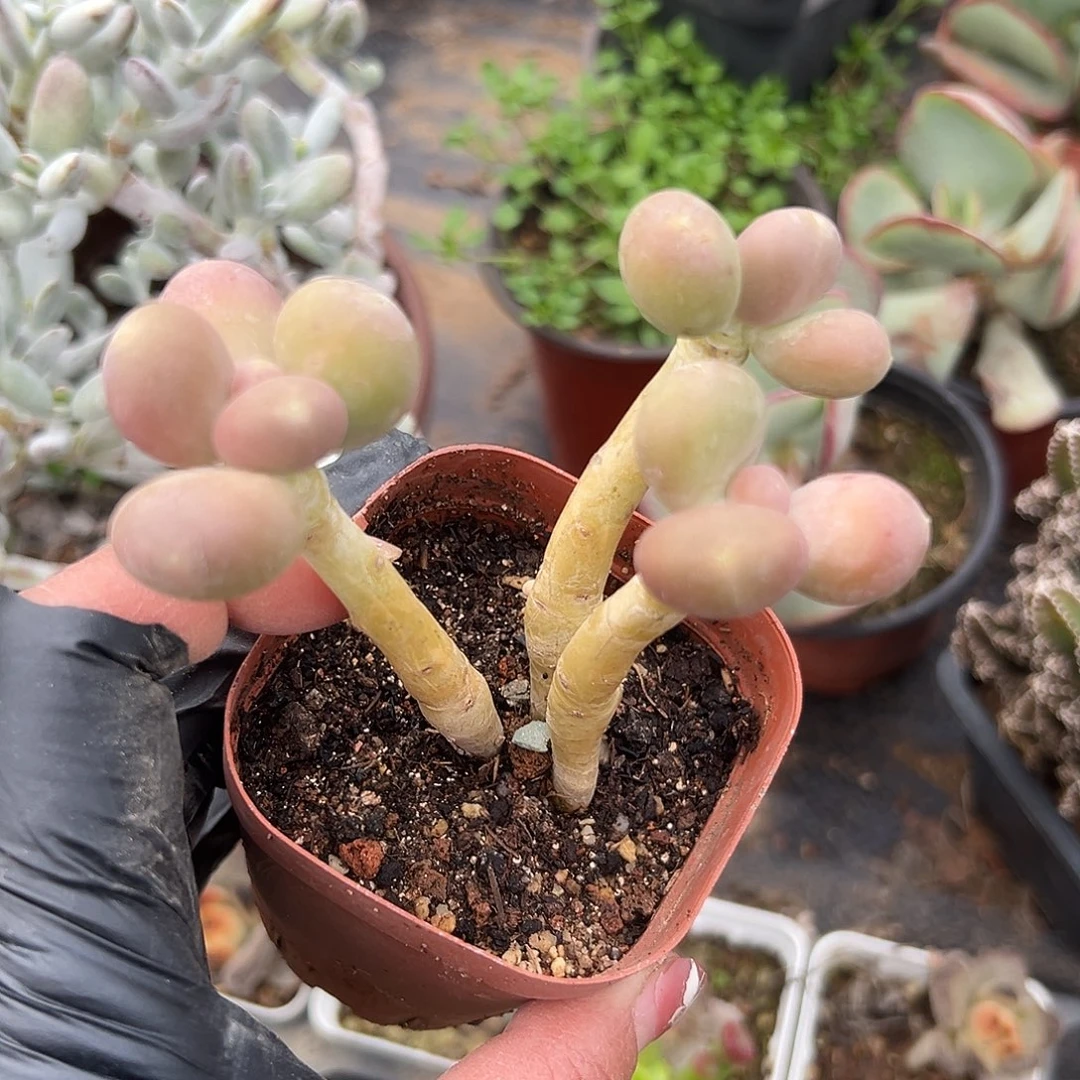 多肉植物芒果奶老庄