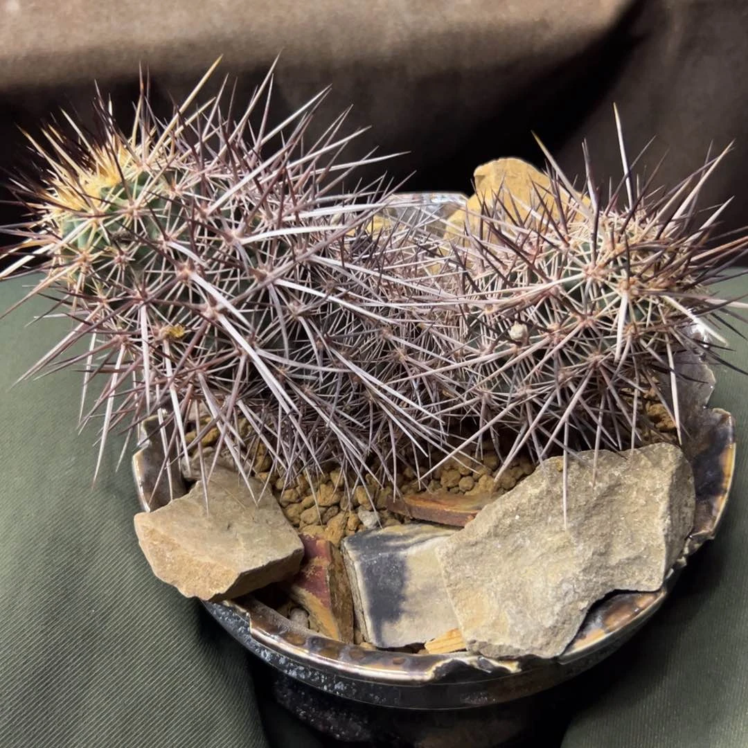 桐**生仙人球一物一拍