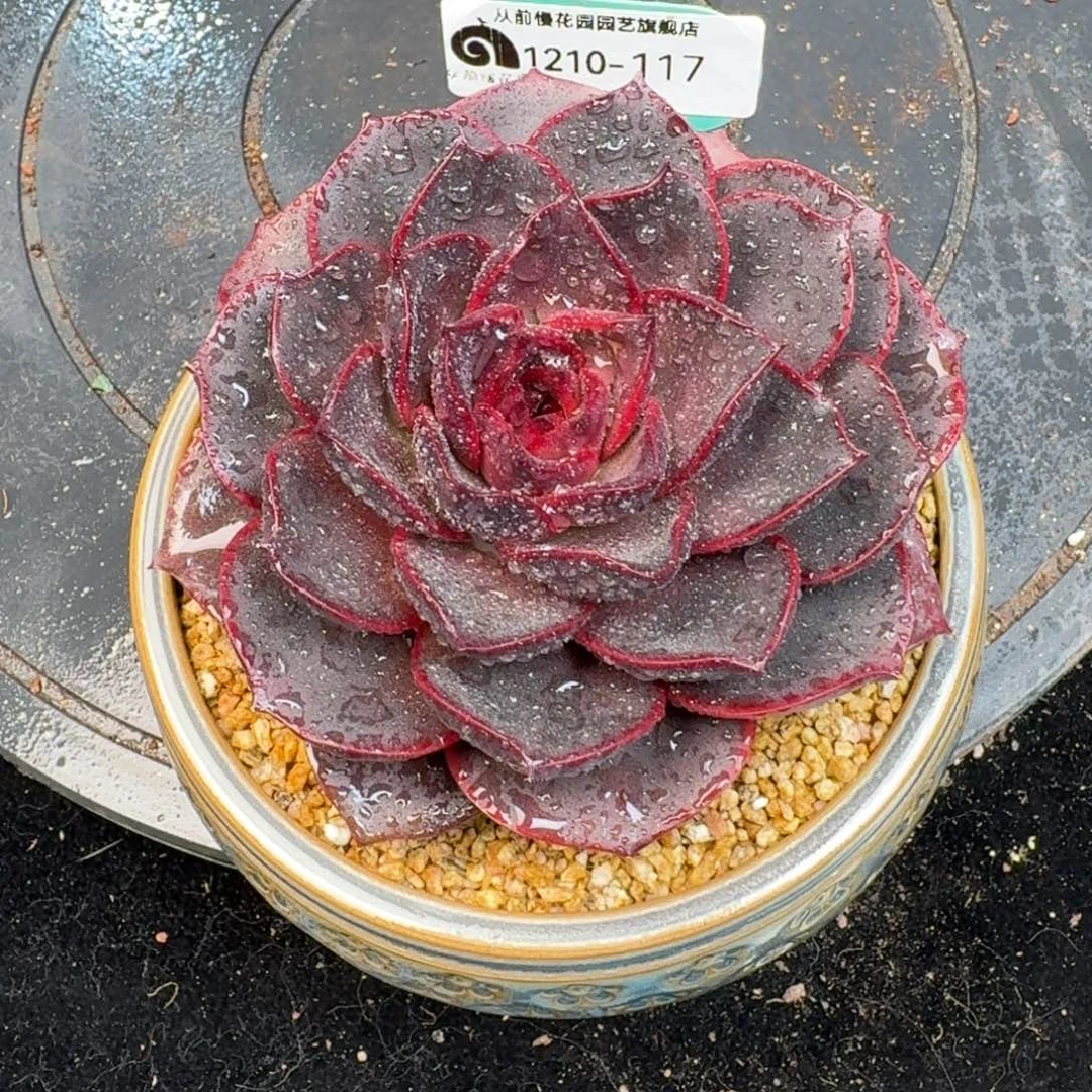 从前慢多肉精选编号1210.117