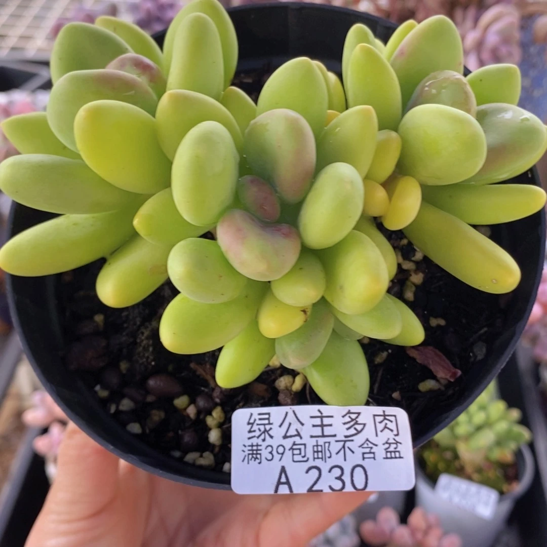 芒果奶12cm230多肉植物