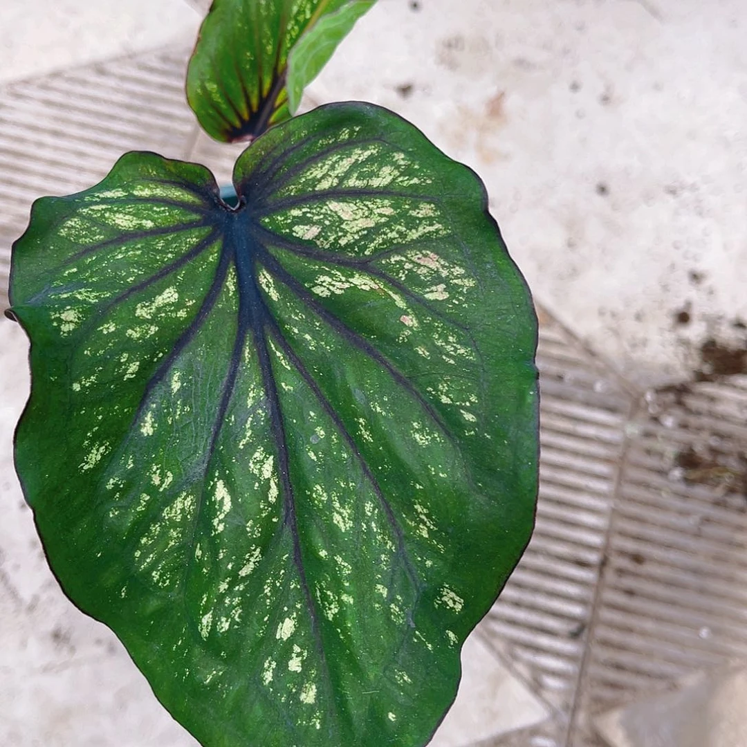 完全开放泰彩一物一拍907