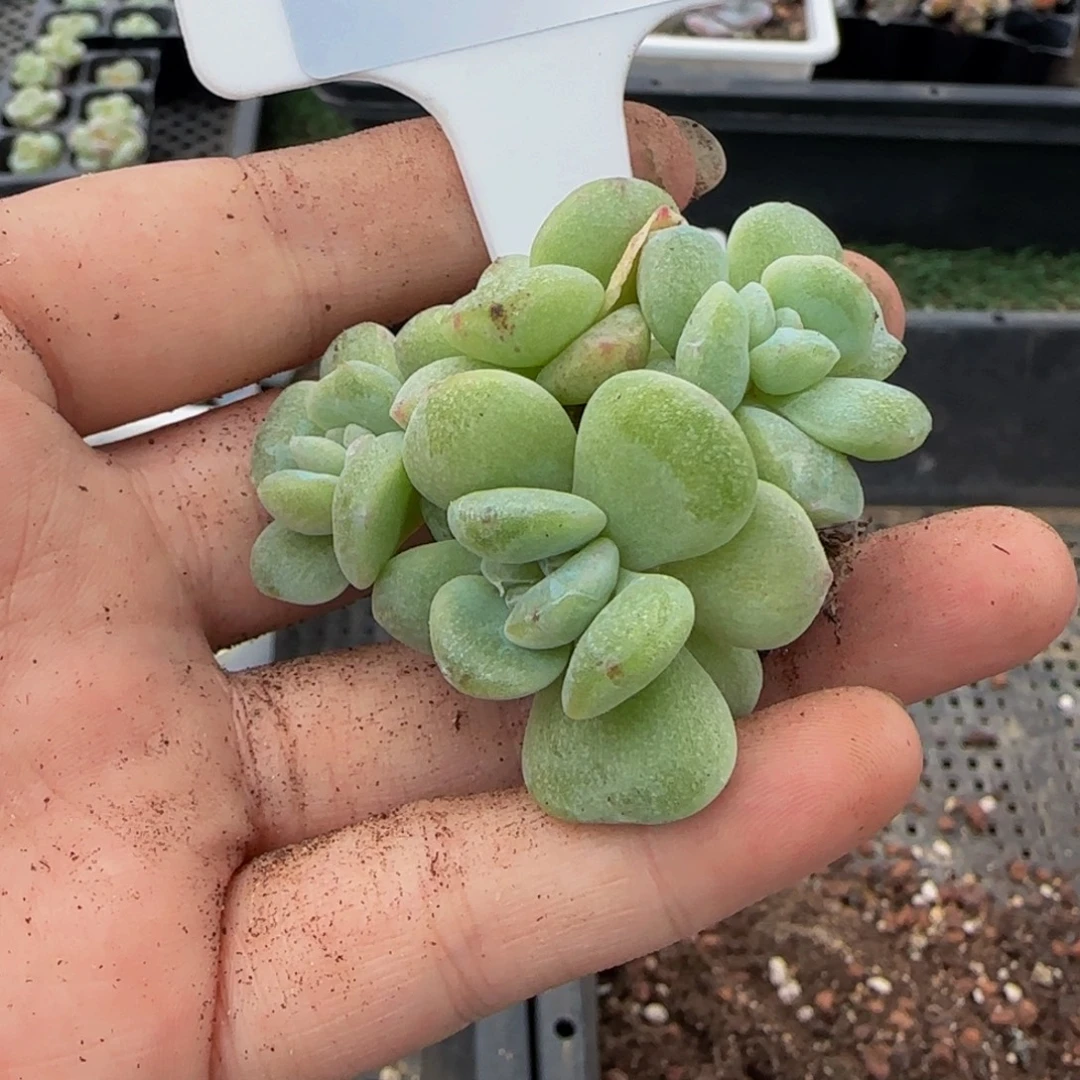 w***芳295 号一物一拍特价福利