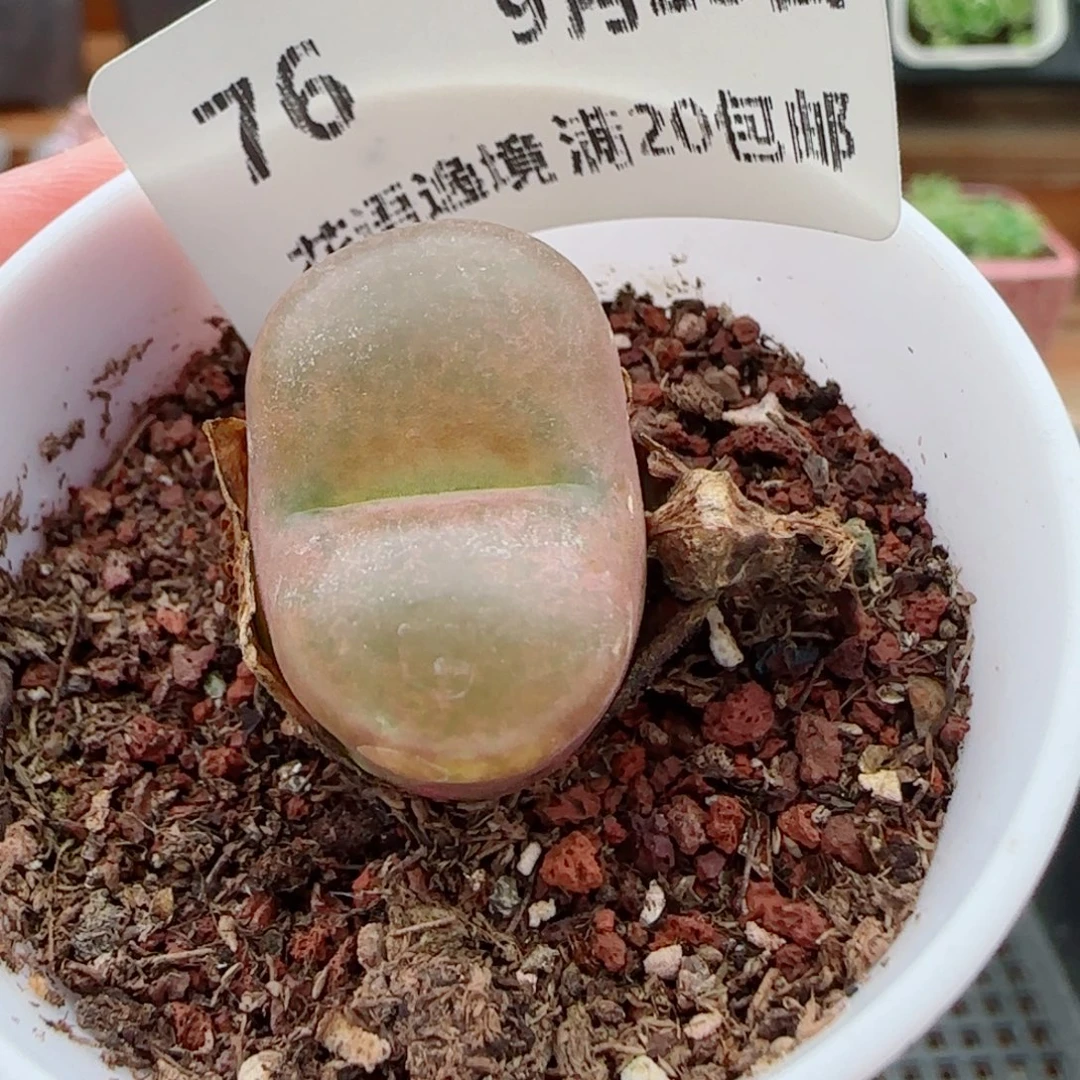 花语逸镜0923-76毛汗尼