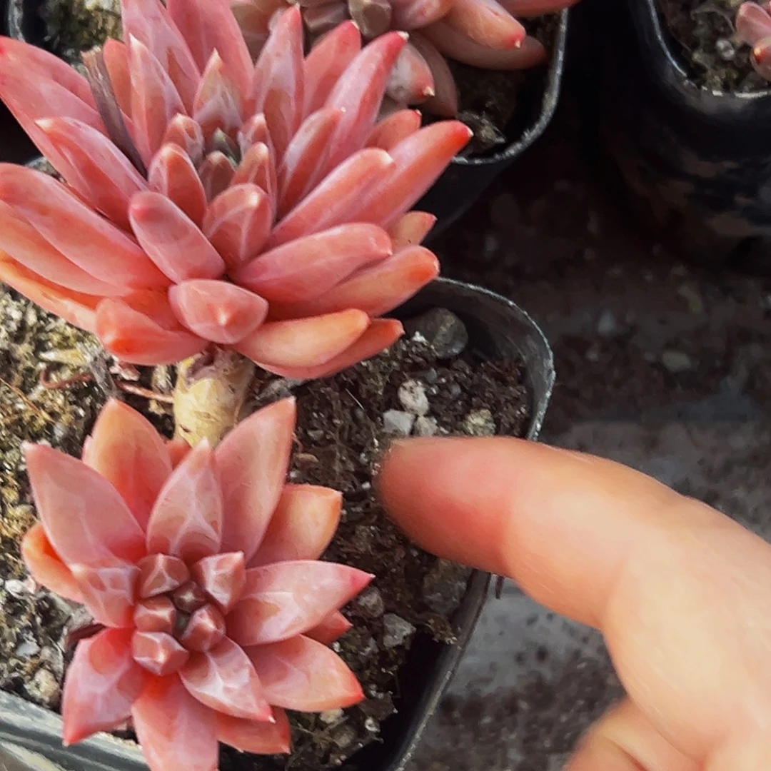 1颗美人系列多肉植物