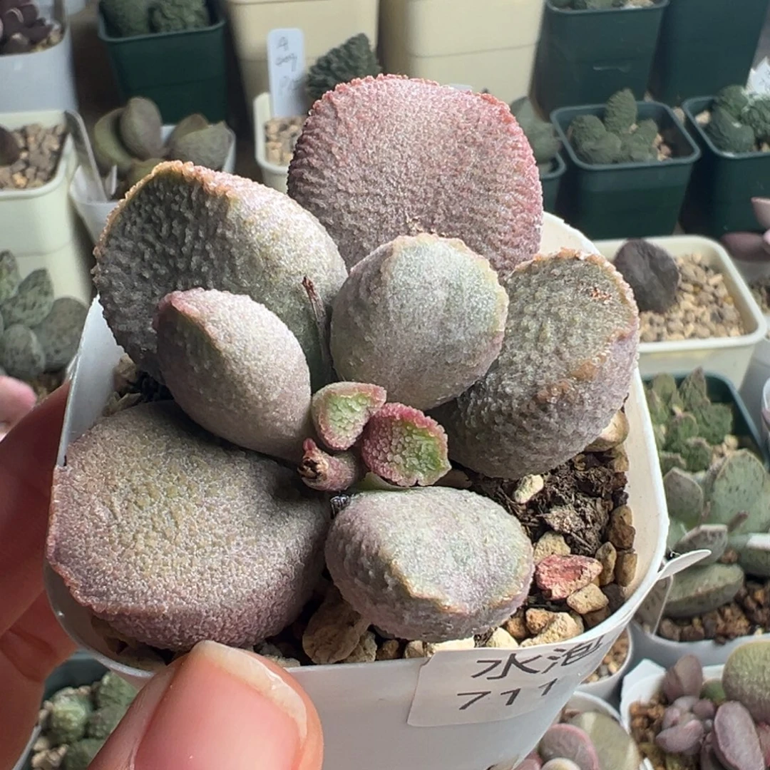 711花朵型一颗老桩水泡实生