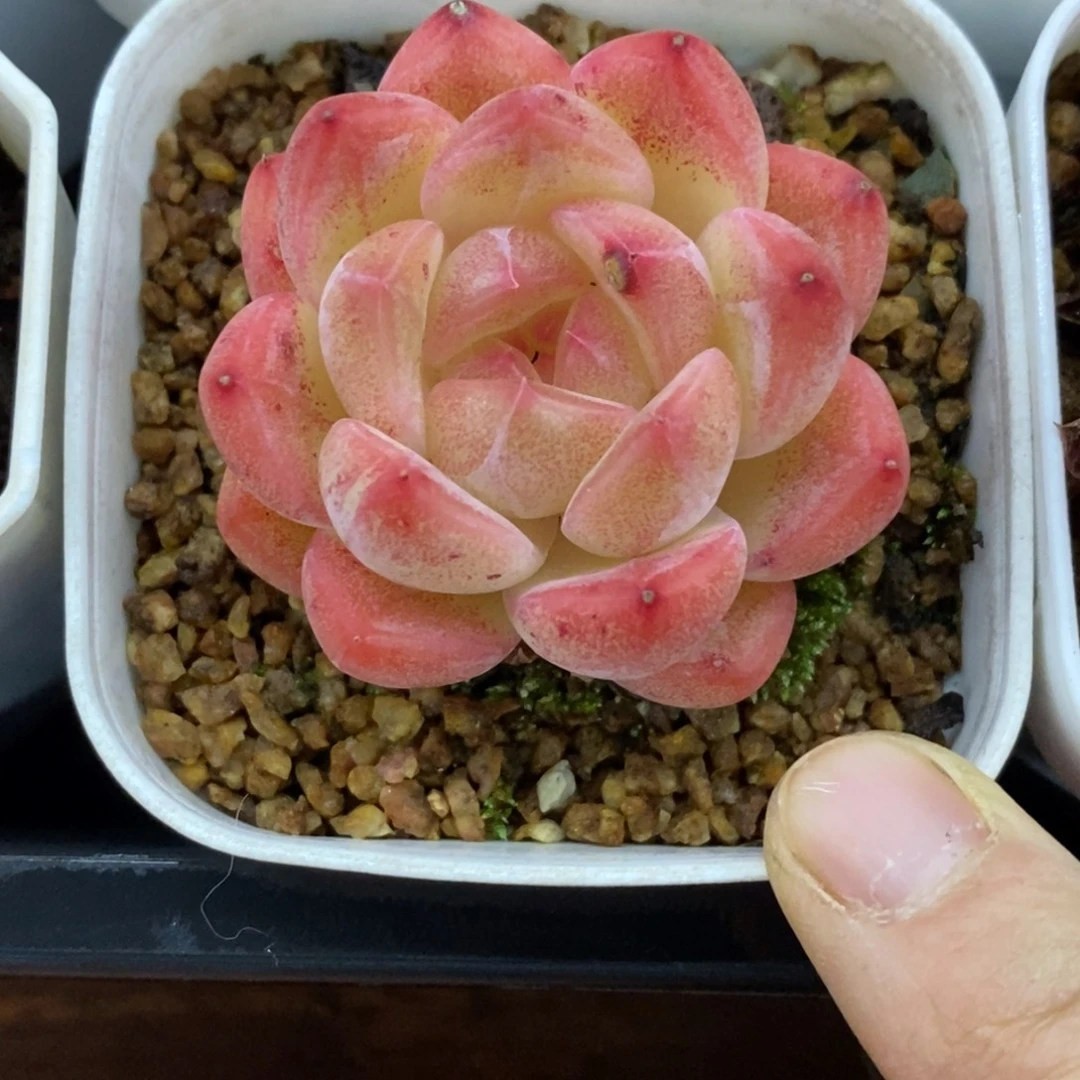 精品多肉一物一拍不包整117