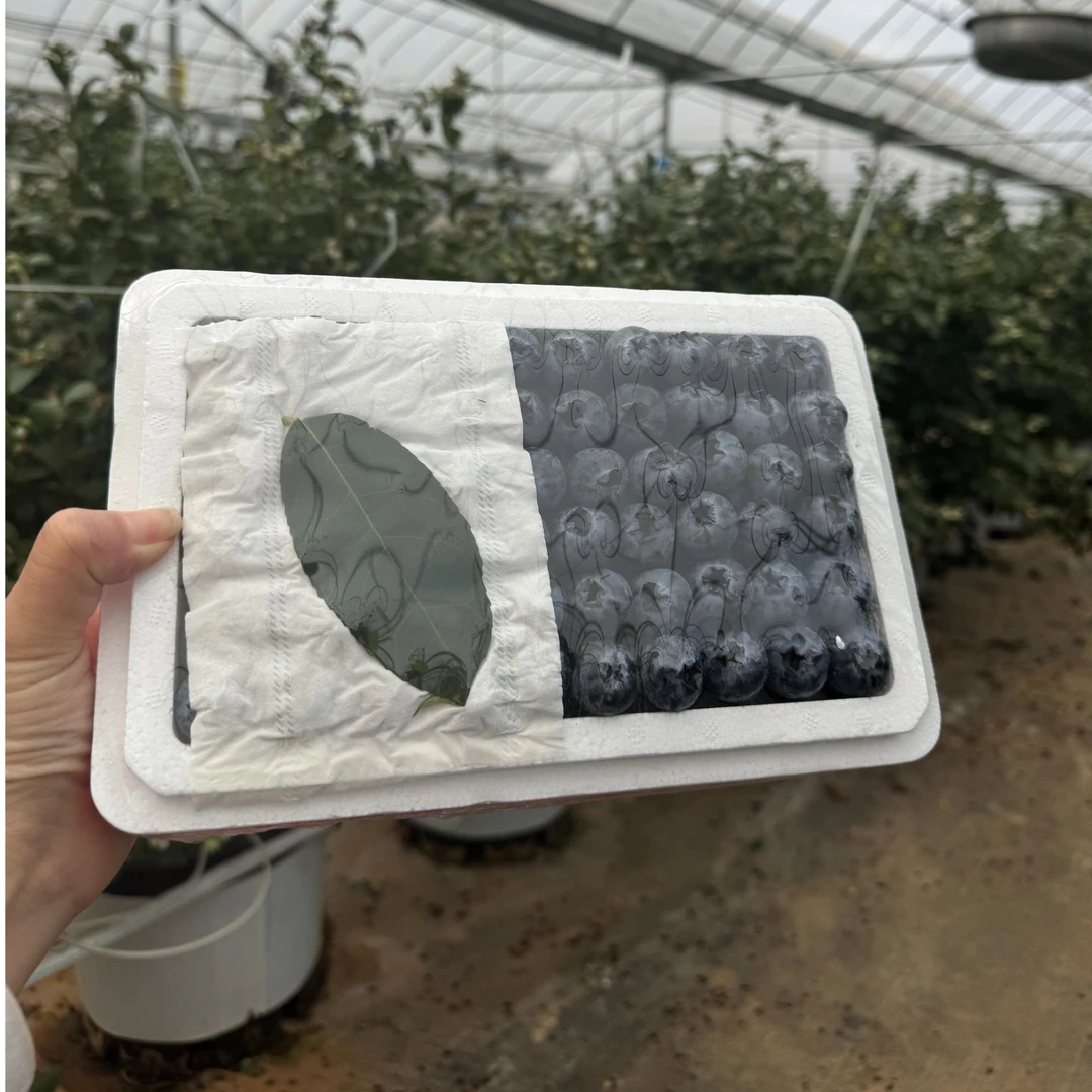 国产25云南花香纯甜蓝莓 孕妇儿童辅食当季水果  高原蓝莓花香味