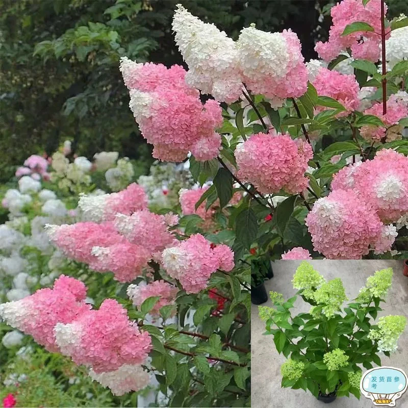 北极熊渐变绣球石灰灯圆锥绣球花苗带花苞四季花卉阳台庭院绣球花