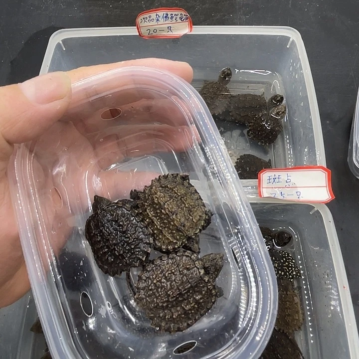 像***风不分公母小鳄龟次品3只