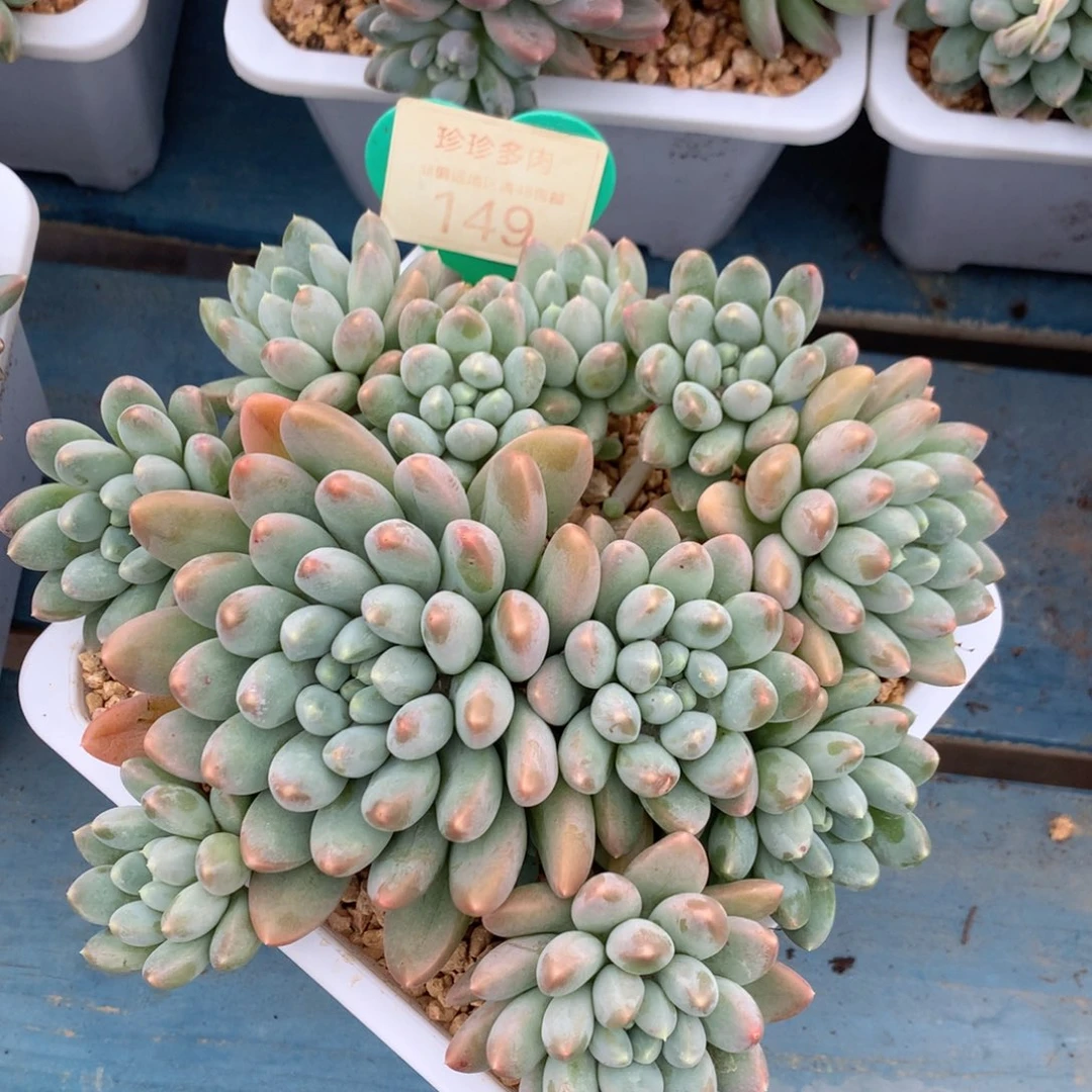 七彩奶糖无砍平头149