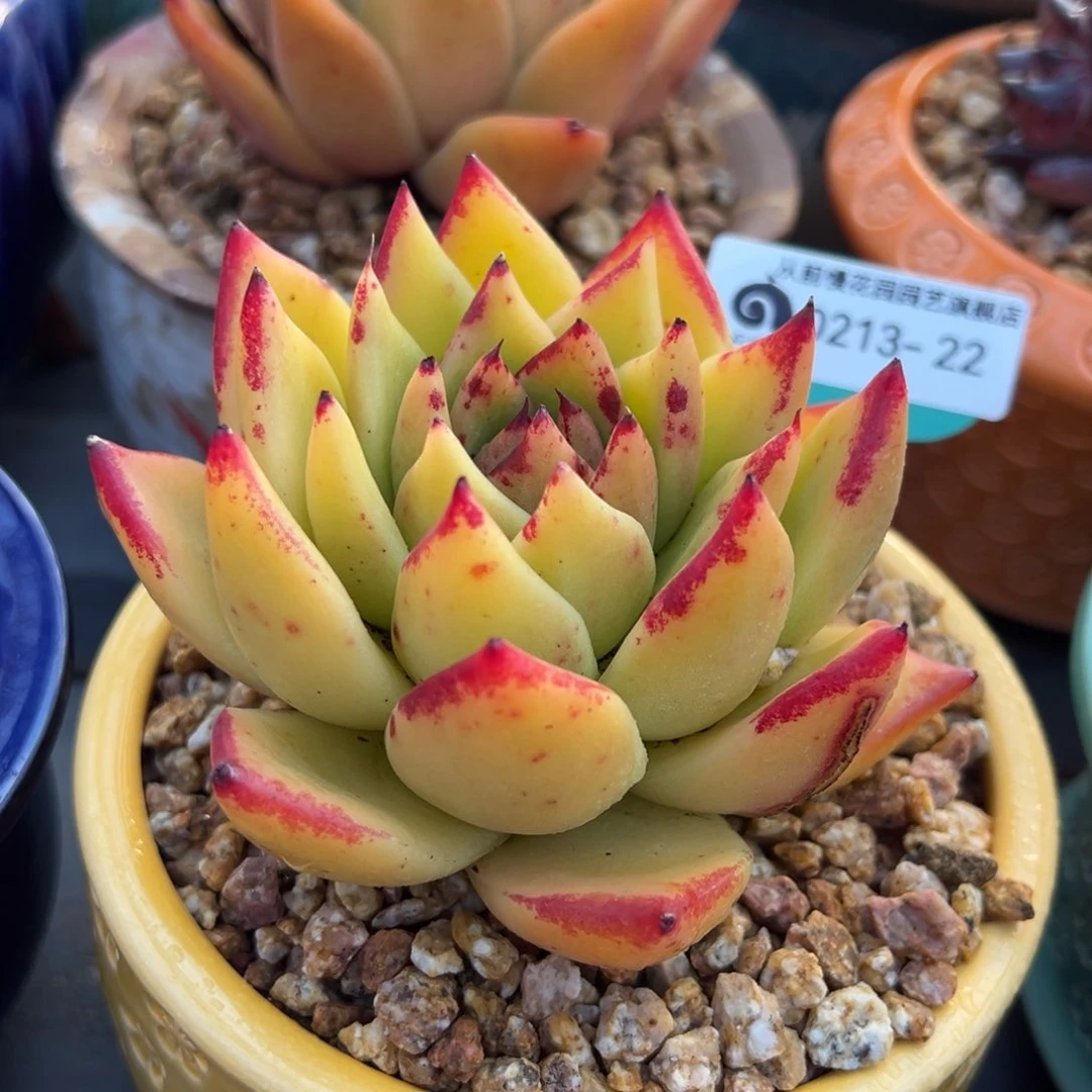 从前慢多肉精选编号0213.22