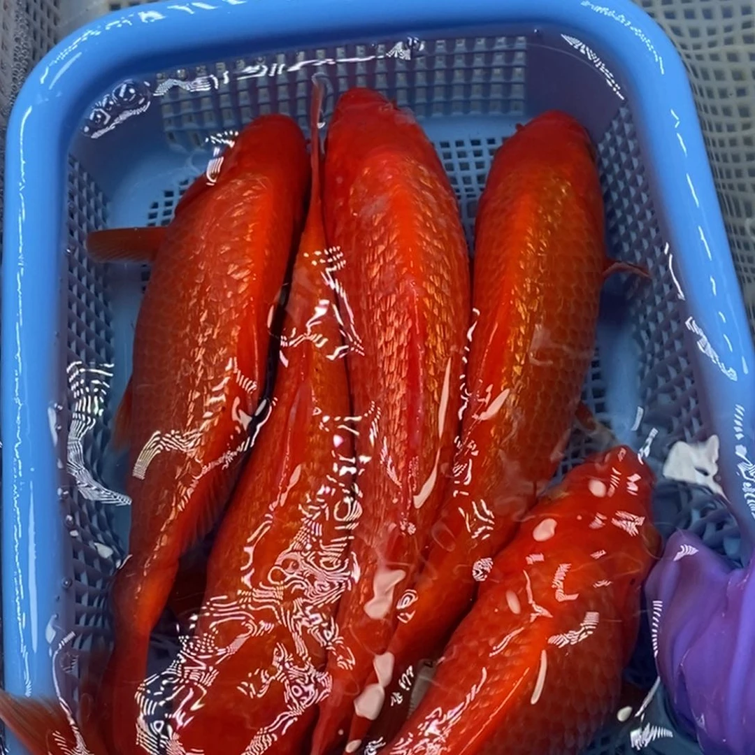 锦鲤冷水锦鲤包邮