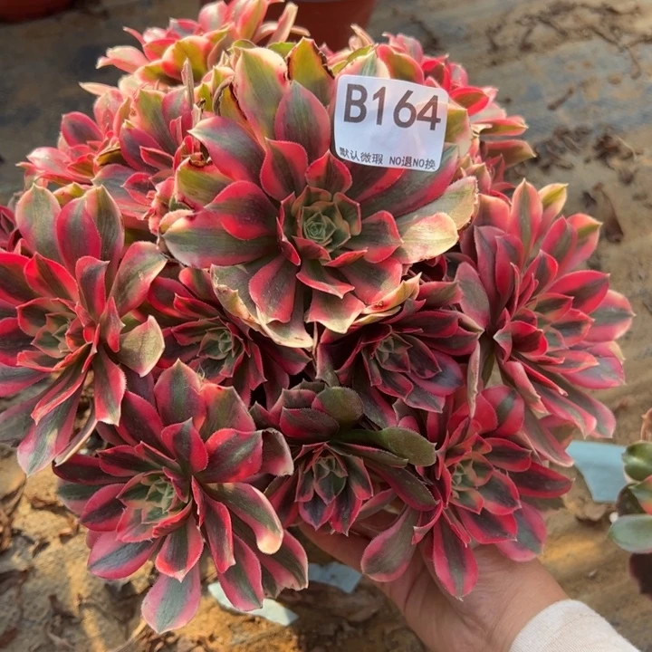 女妖多肉植物164.