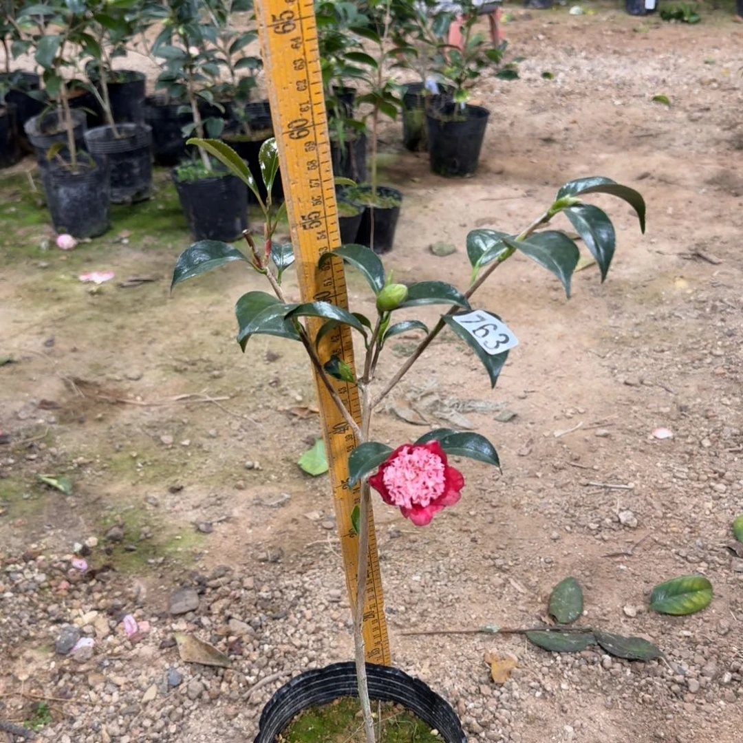 少量花朵（建议范围：2朵-5朵 或40%以下）763红卜伴