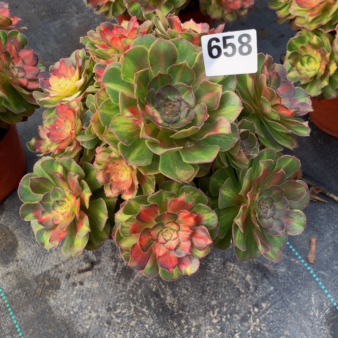 一***L法师多肉植物658海王七彩