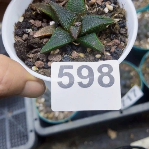 598黑王一物一图如图