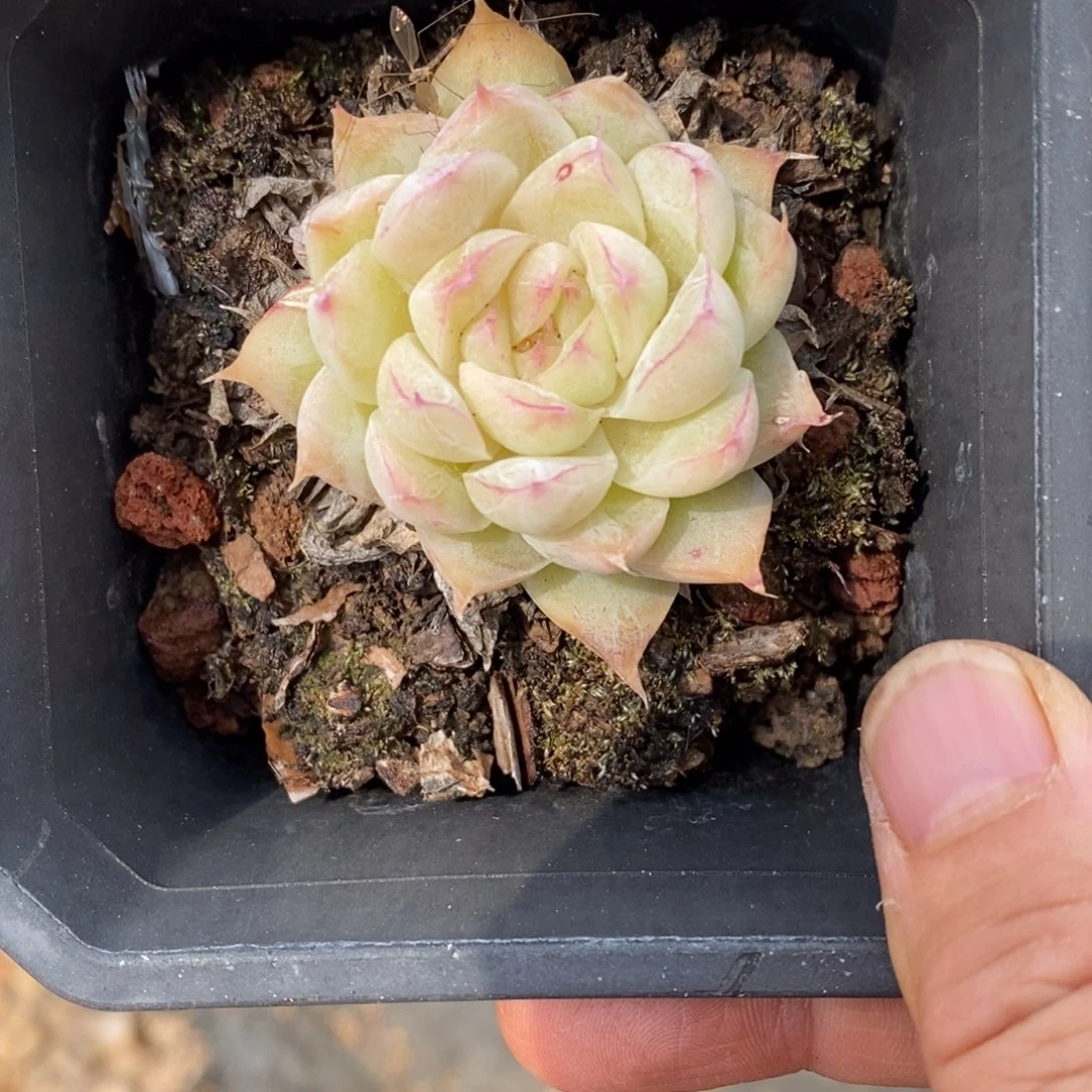 精品多肉一物一拍不包整296