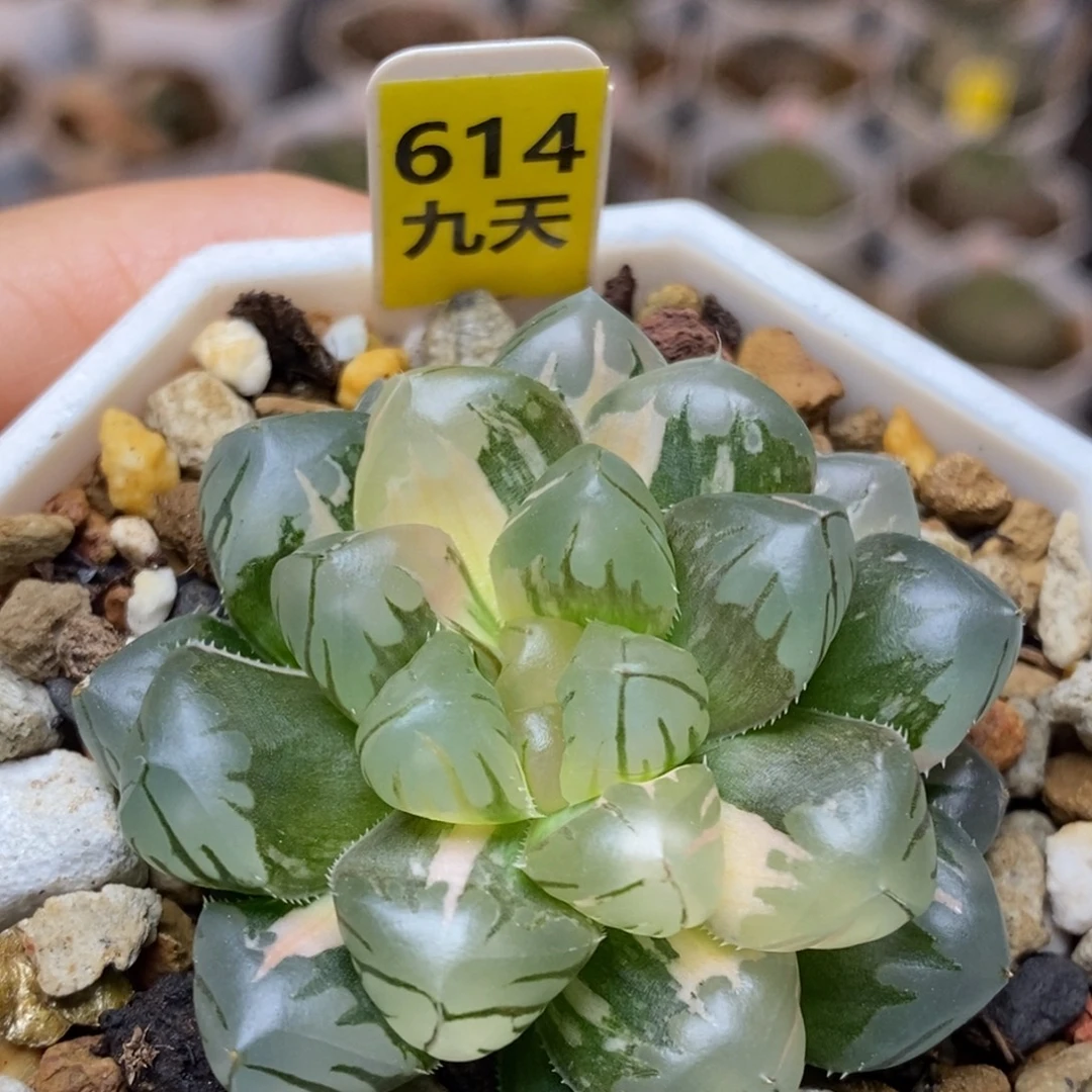 614号水中月玉露锦
