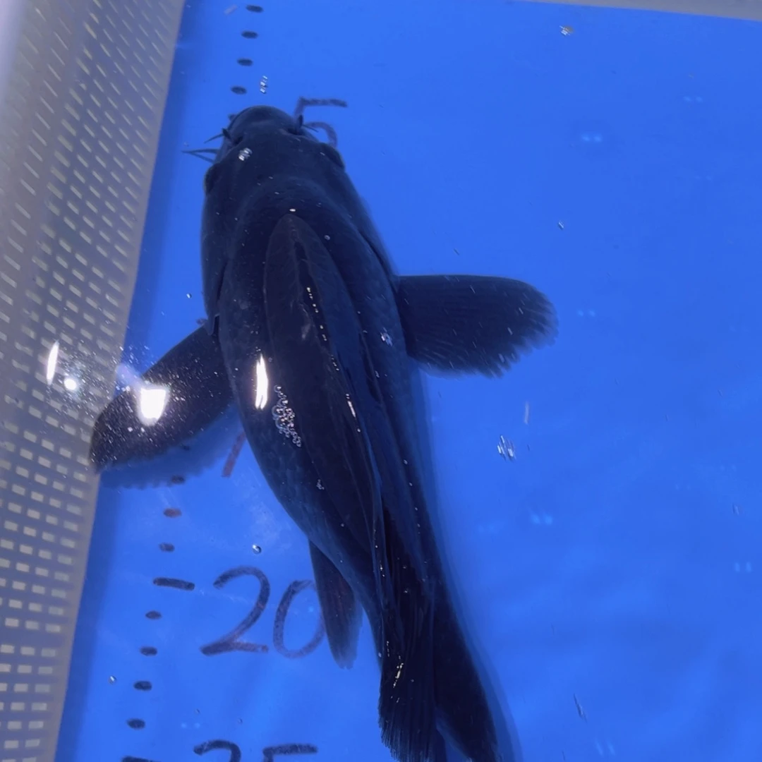 锦鲤锦鲤蝴蝶锦鲤包邮