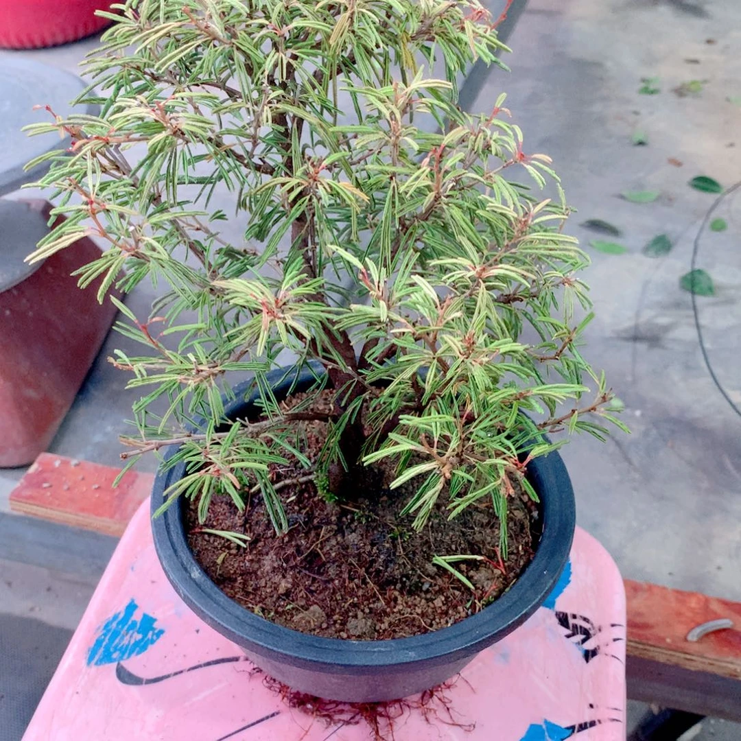 当前无花栽培后可以开花姬合欢一盆