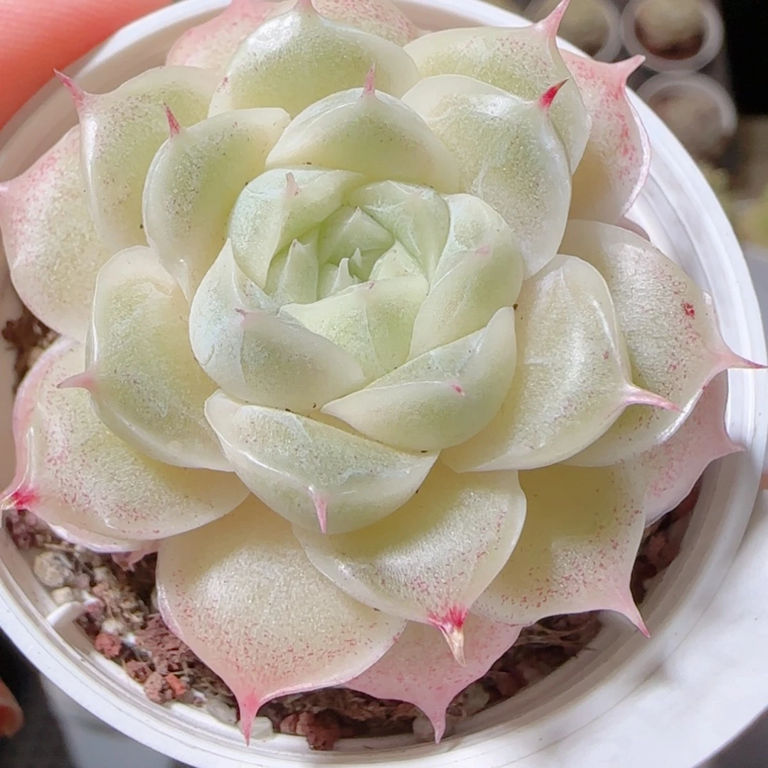 幸***.花语多肉1218-13麦秆