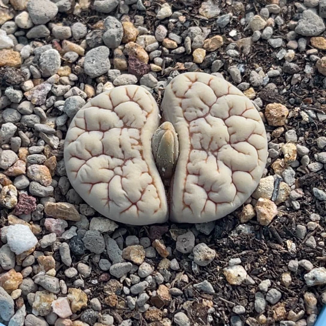 7926凹凸脑纹189一颗