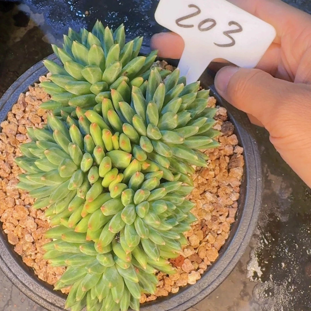 多肉植物和植物等植物