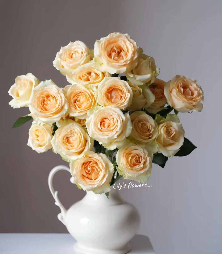 【香槟玫瑰】 香槟色暖色系好养 ，鲜花包邮（坤）