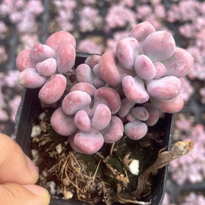 桃蛋群随机发满18包邮5头起