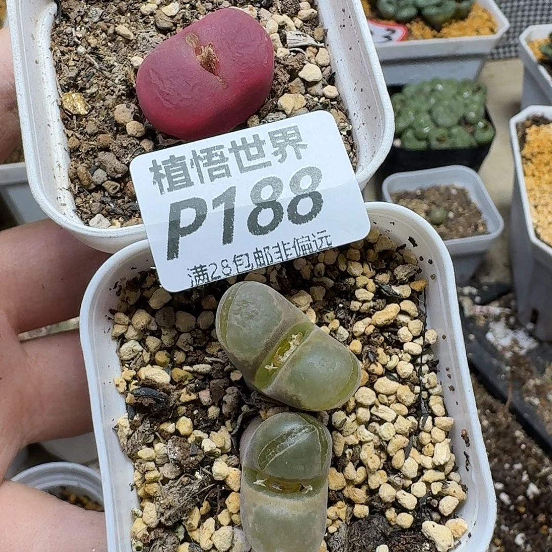 多肉植物的润泽eghn