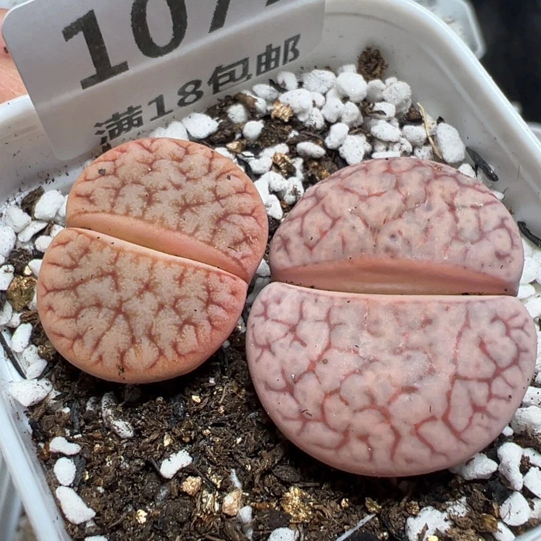 【闪购商品】 1077。