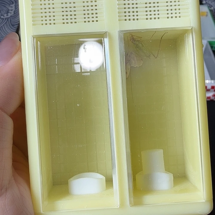 蟋蟀单盒哈哈哈哈哈哈哈