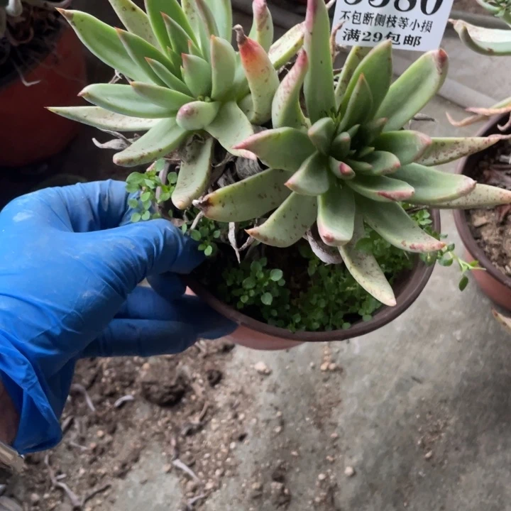 380号伊静思多肉