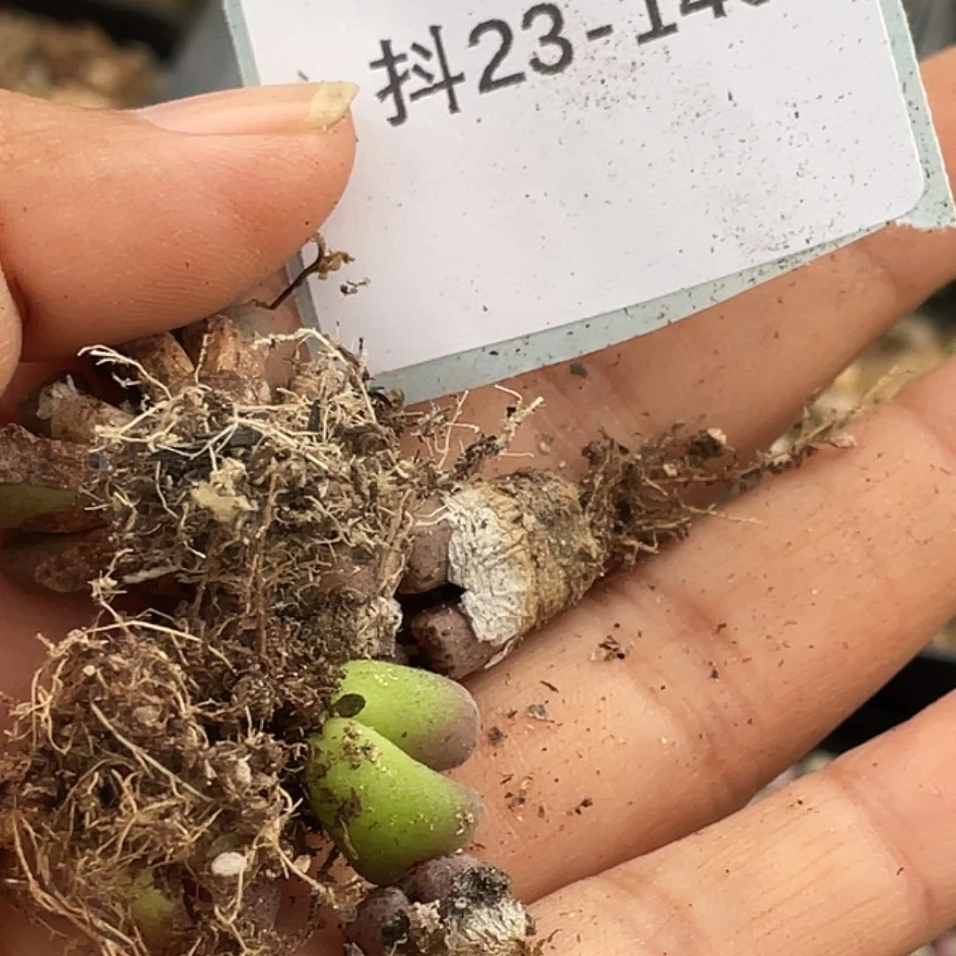 是***～23-140肉锥多肉植物