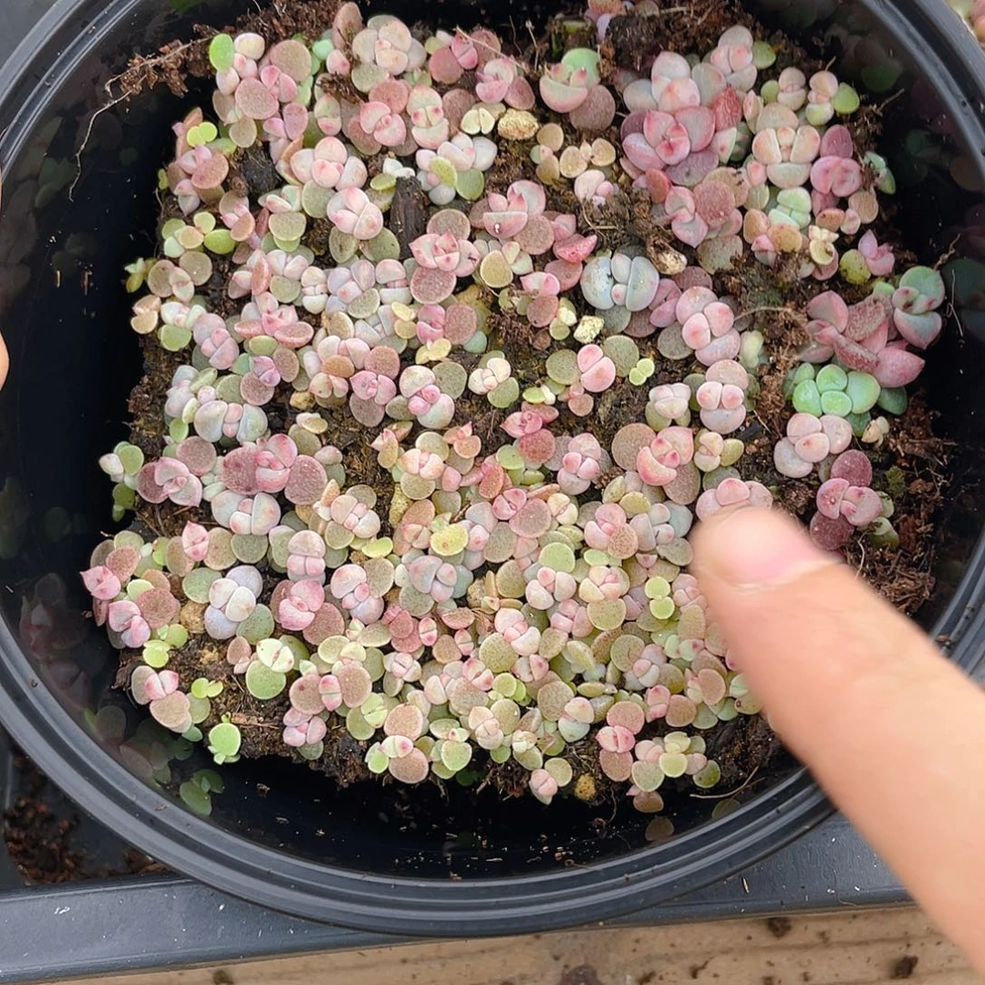 多肉植物多肉植物255