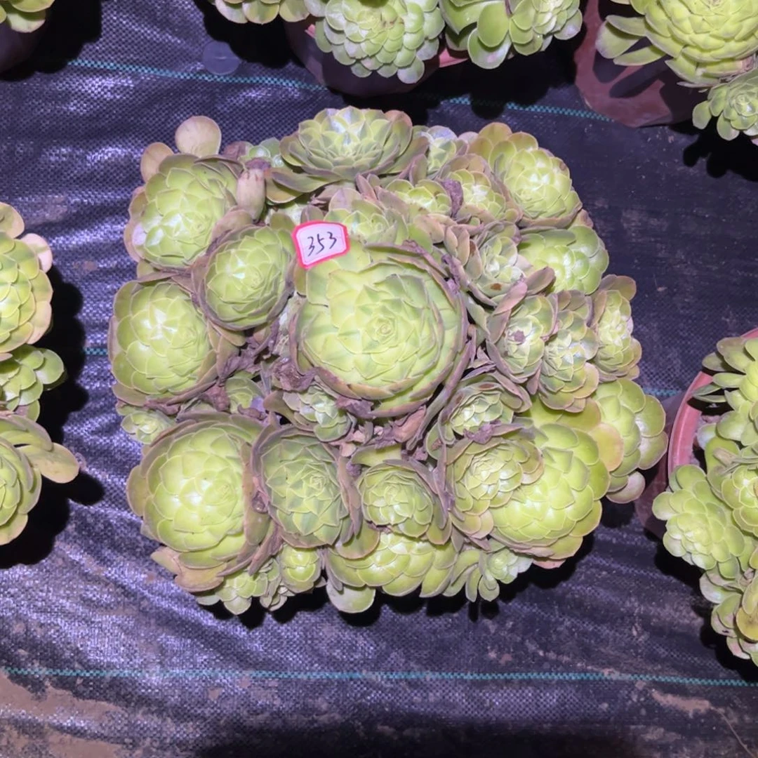 353多肉植物雨荷法师