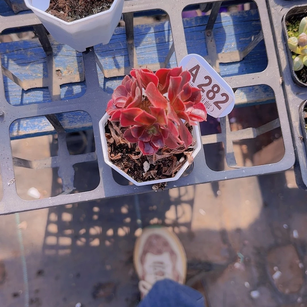 A282法师一物一拍