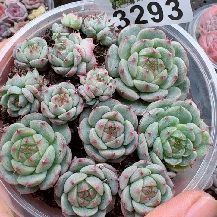 多肉植物多肉植物